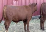 Commercial South Poll Bulls For Sale