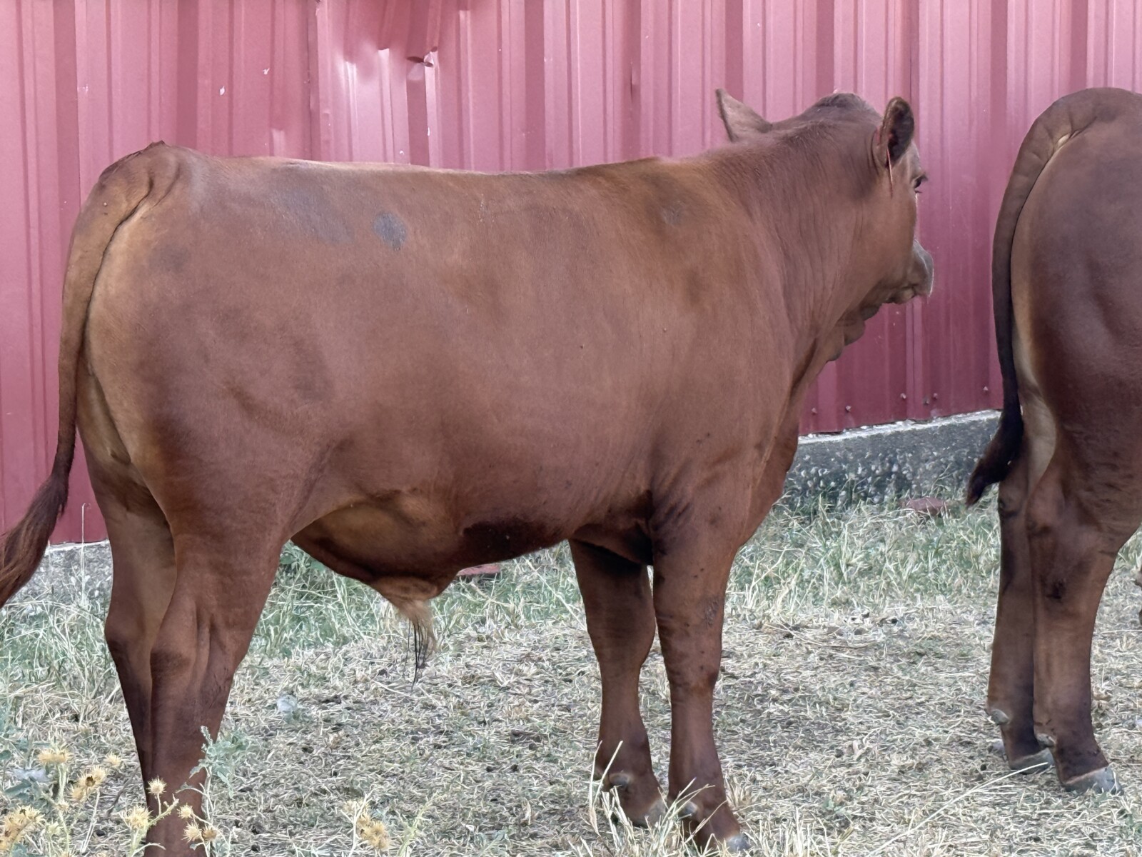 Commercial South Poll Bulls For Sale