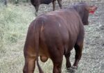 Commercial South Poll Bulls For Sale