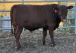100% Registered, Purebred South Polls Bull For Sale