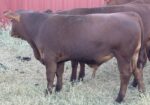 Commercial South Poll Bulls For Sale