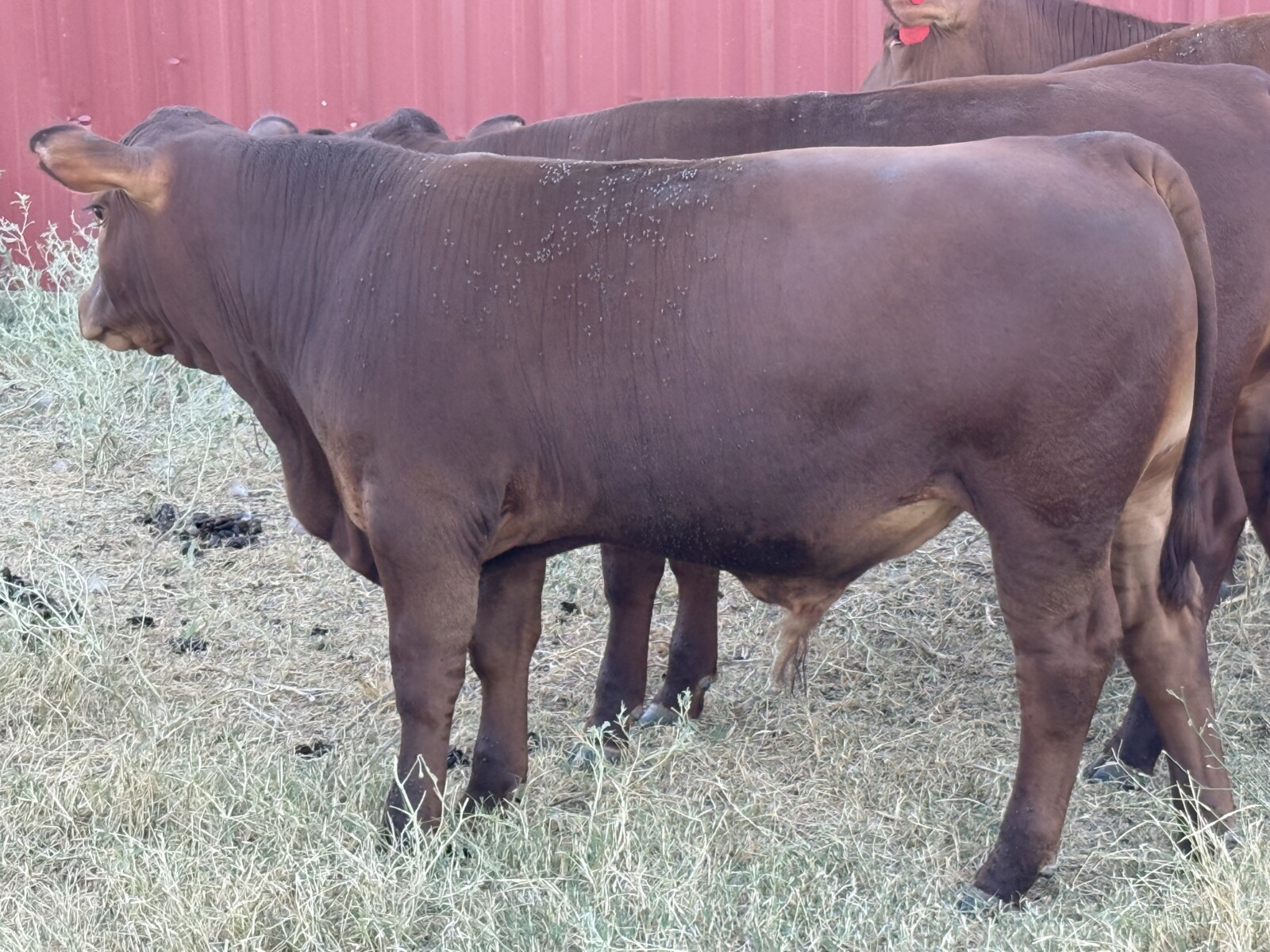 Commercial South Poll Bulls For Sale