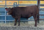 100% Registered, Purebred South Polls Bull For Sale