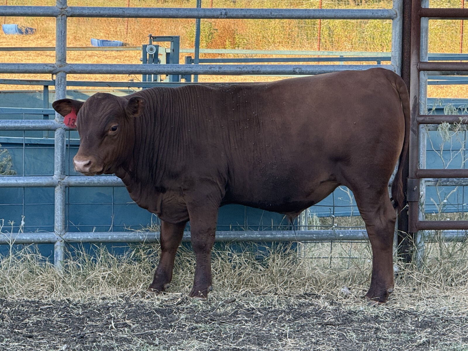100% Registered, Purebred South Polls Bull For Sale