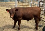 100% Registered, Purebred South Polls Bull For Sale