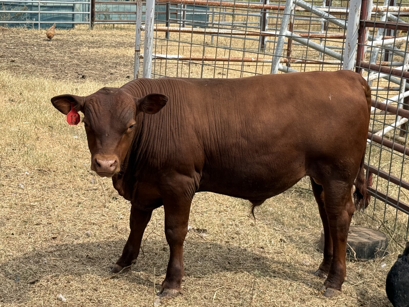 100% Registered, Purebred South Polls Bull For Sale