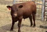 100% Registered, Purebred South Polls Bull For Sale