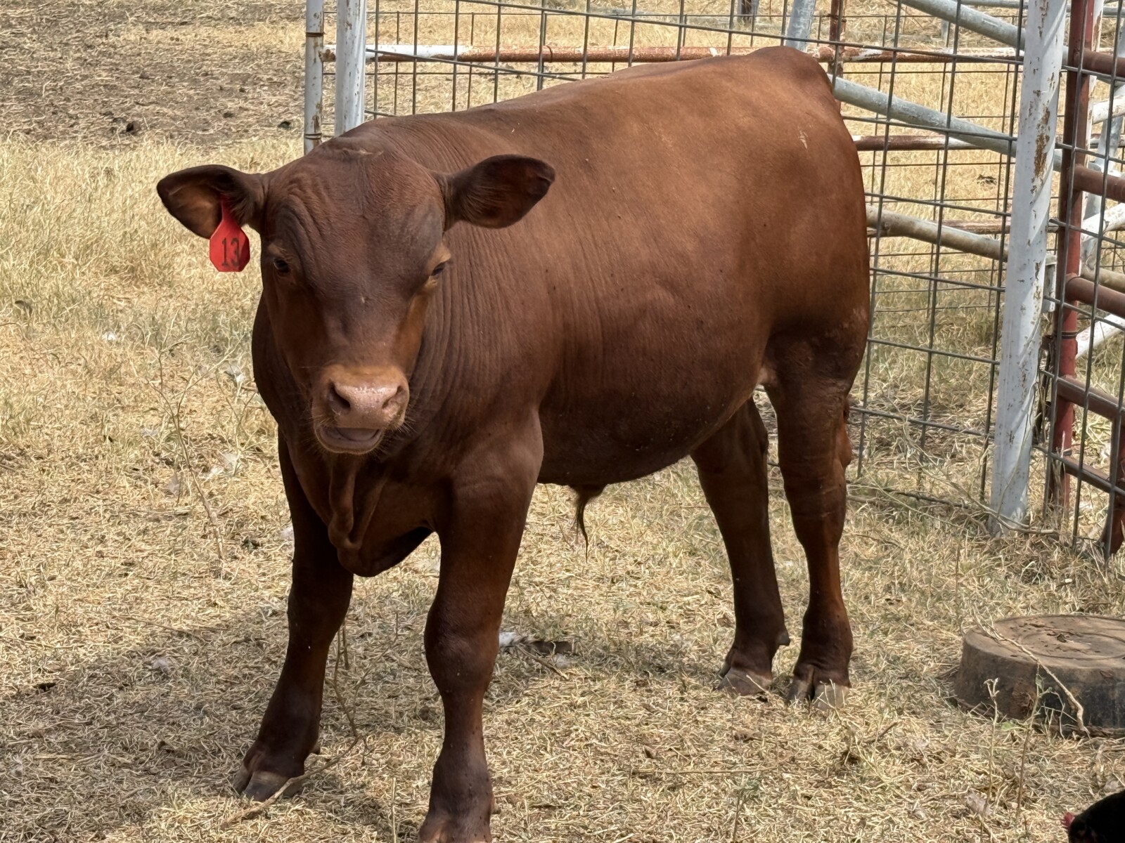 100% Registered, Purebred South Polls Bull For Sale