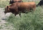 SOUTH POLL BULLS