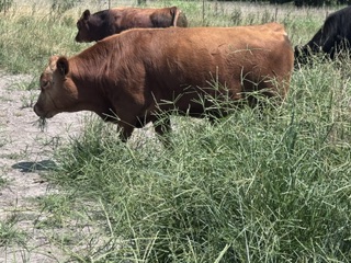 SOUTH POLL BULLS
