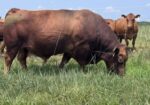 SOUTH POLL BULLS
