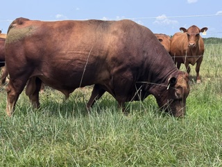 FULL BLOOD GENESIS #520 SEMEN