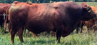 SOUTH POLL BULLS