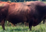 FULL BLOOD GENESIS #520 SEMEN