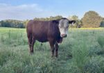 17 month old Bull