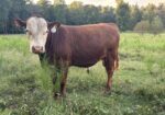17 month old Bull