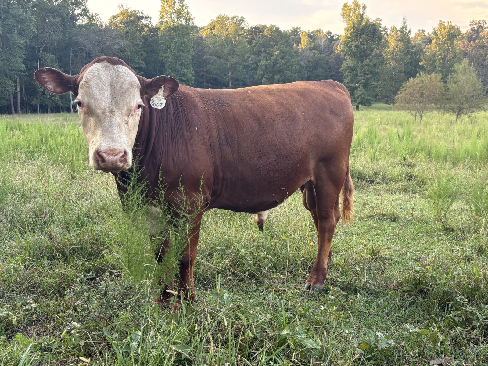 17 month old Bull