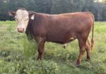 17 month old Bull