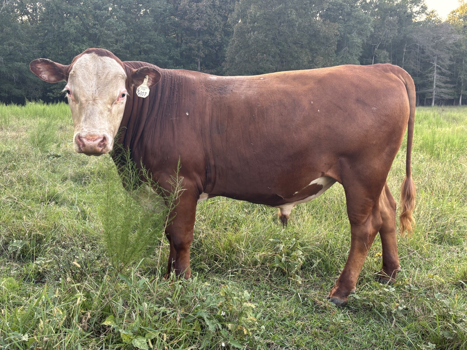 17 month old Bull