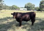 Registered South Poll Full Blood Bull for Sale