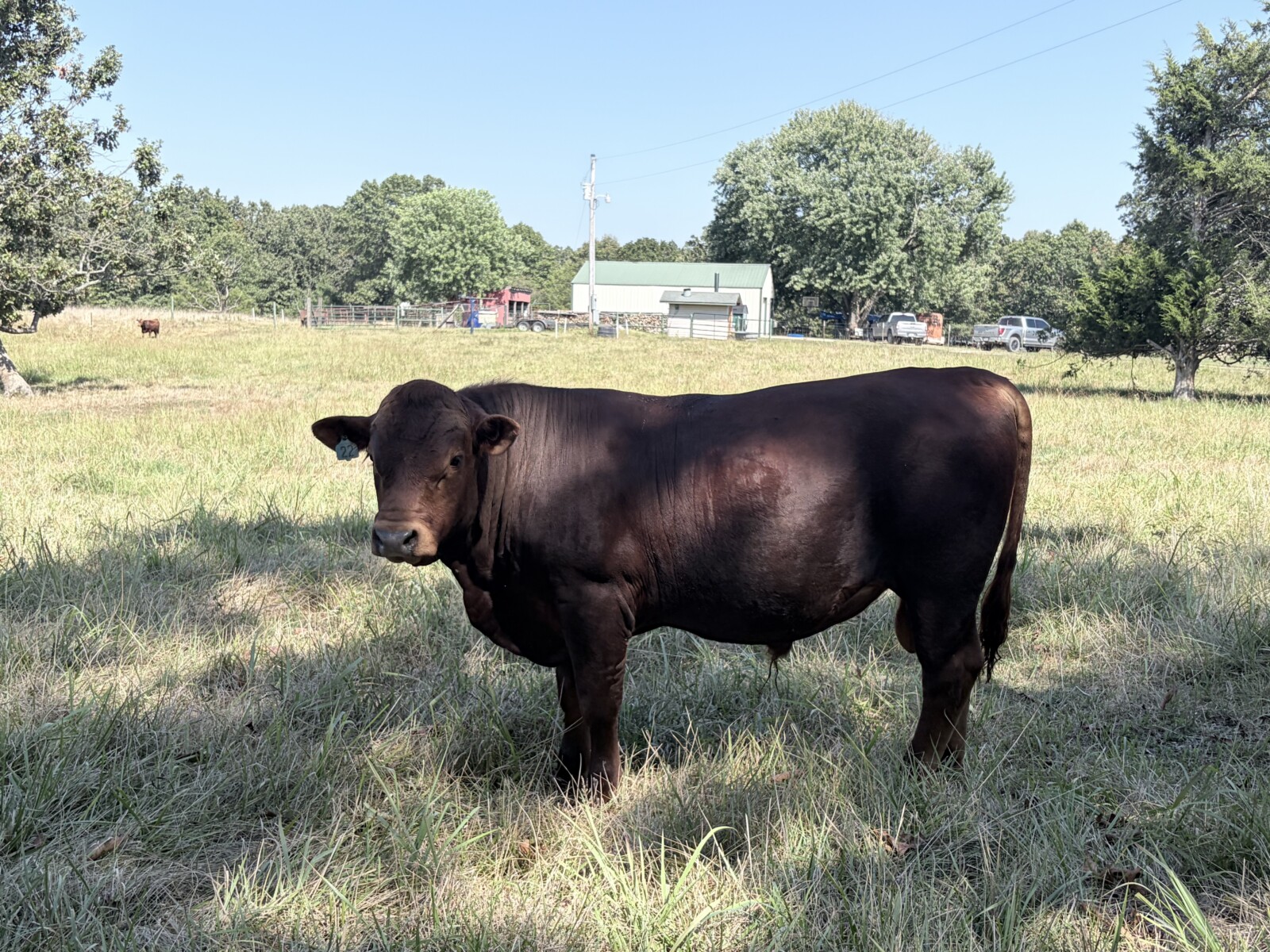 Registered South Poll Full Blood Bull for Sale