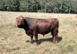 Registered South Poll Full Blood Bull for Sale
