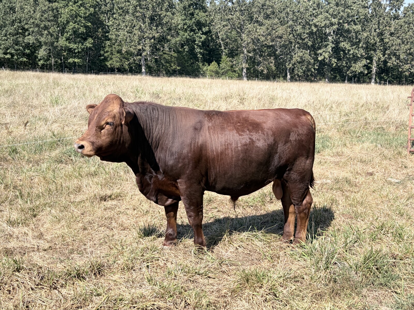 Registered South Poll Full Blood Bull for Sale