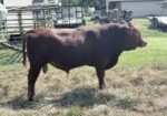 Registered South Poll Full Blood Bull for Sale
