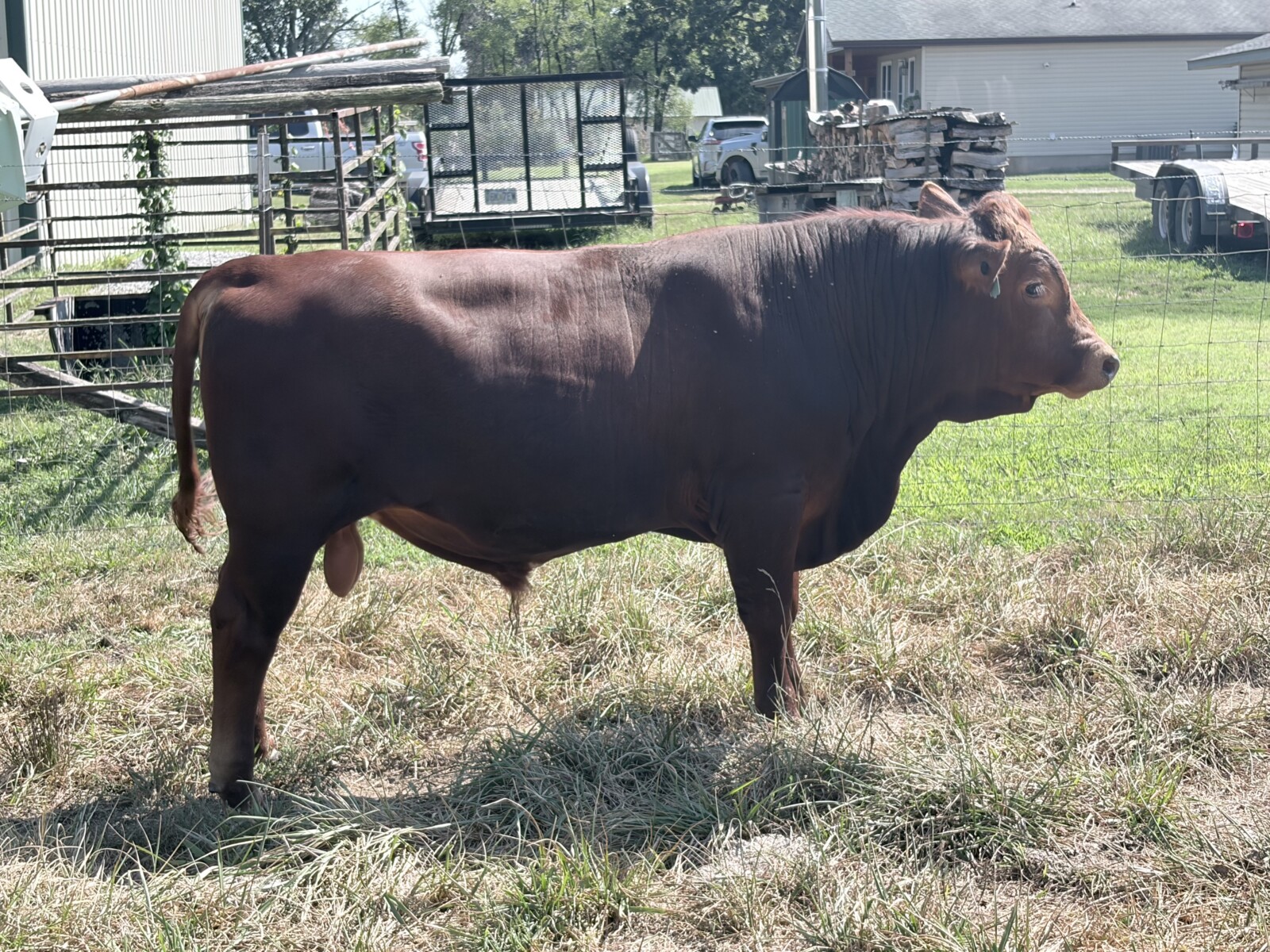 Registered South Poll Full Blood Bull for Sale
