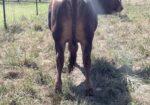 Registered South Poll Full Blood Bull for Sale