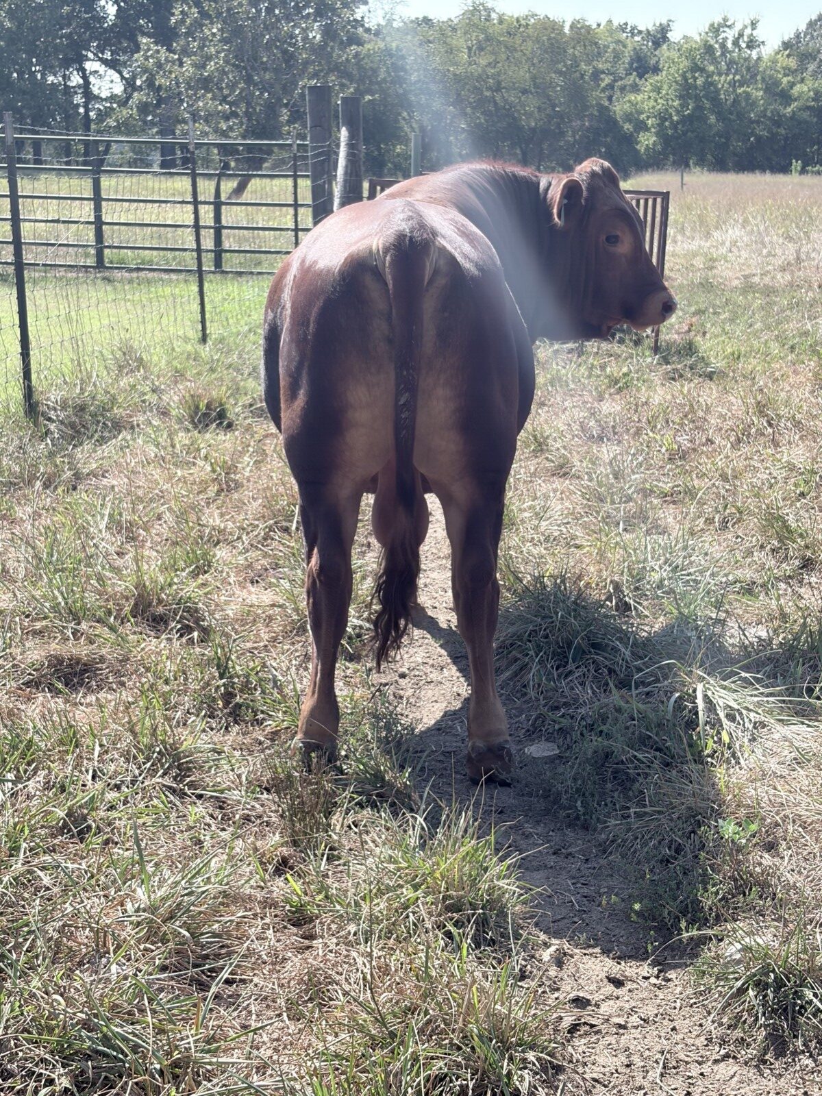 Registered South Poll Full Blood Bull for Sale