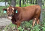 Cow calf pair % registered