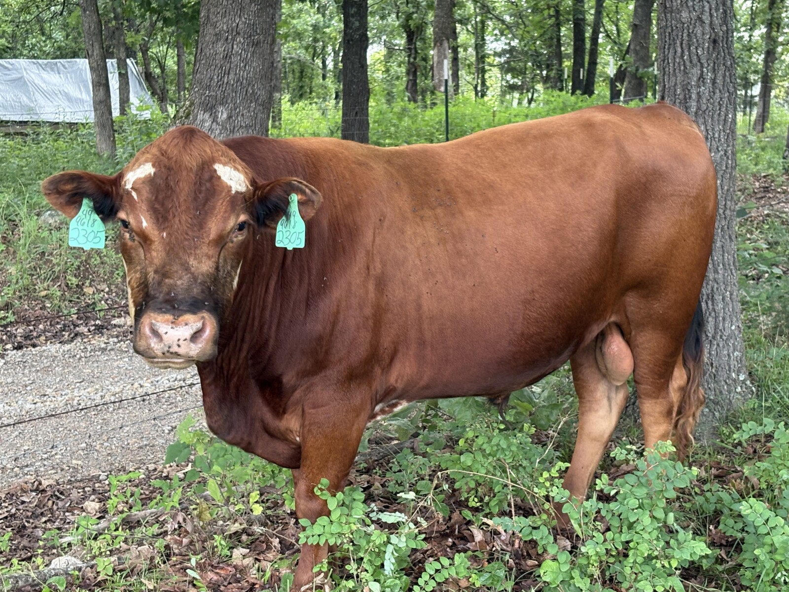 Bred Cow