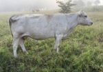 Cow calf pair % registered