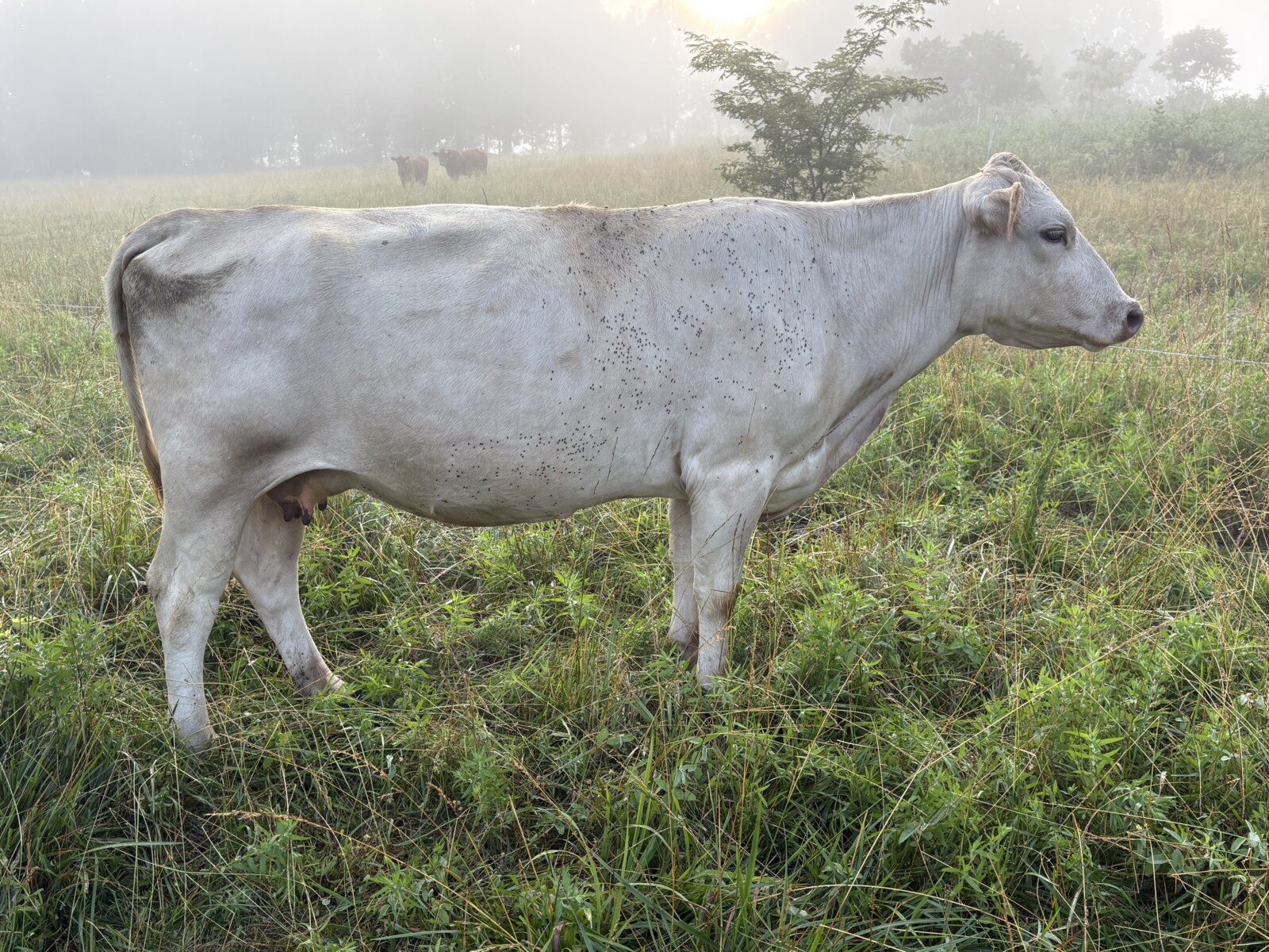 Cow calf pair % registered