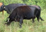 Bred Cow