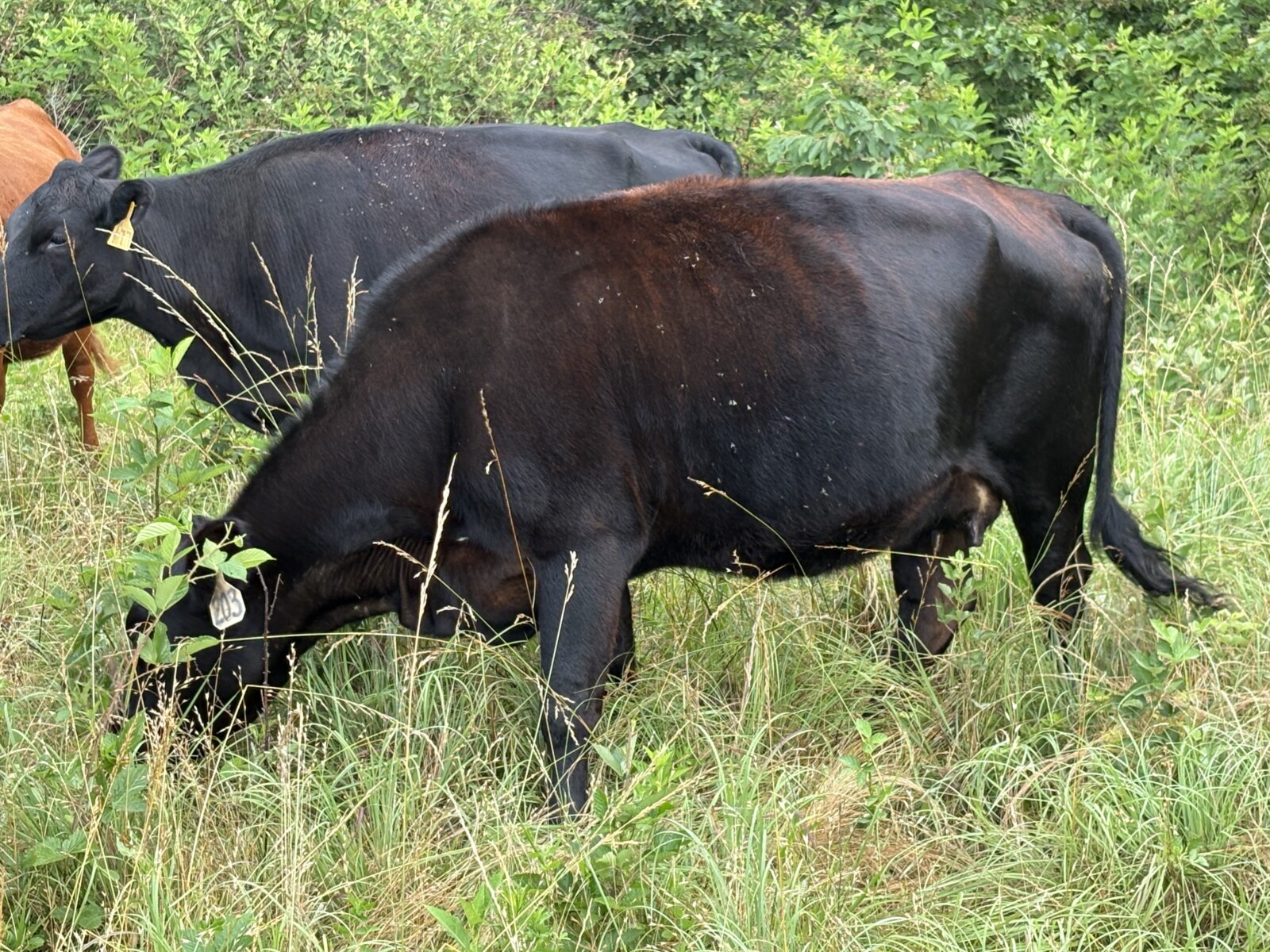 Bred Cow