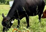 Bred Cow