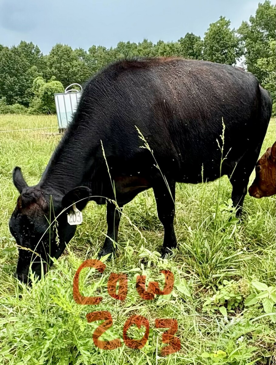 Bred Cow