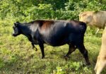 Bred Cow
