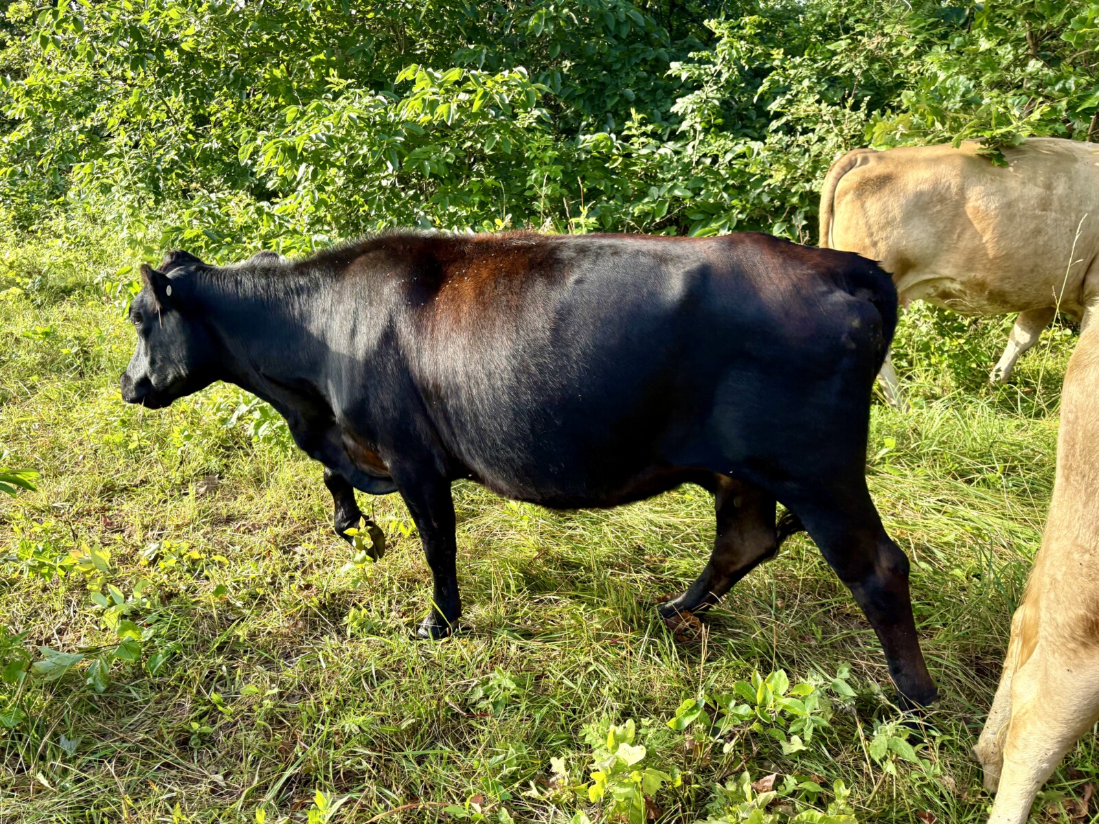 Bred Cow