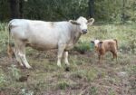 Cow calf pair % registered