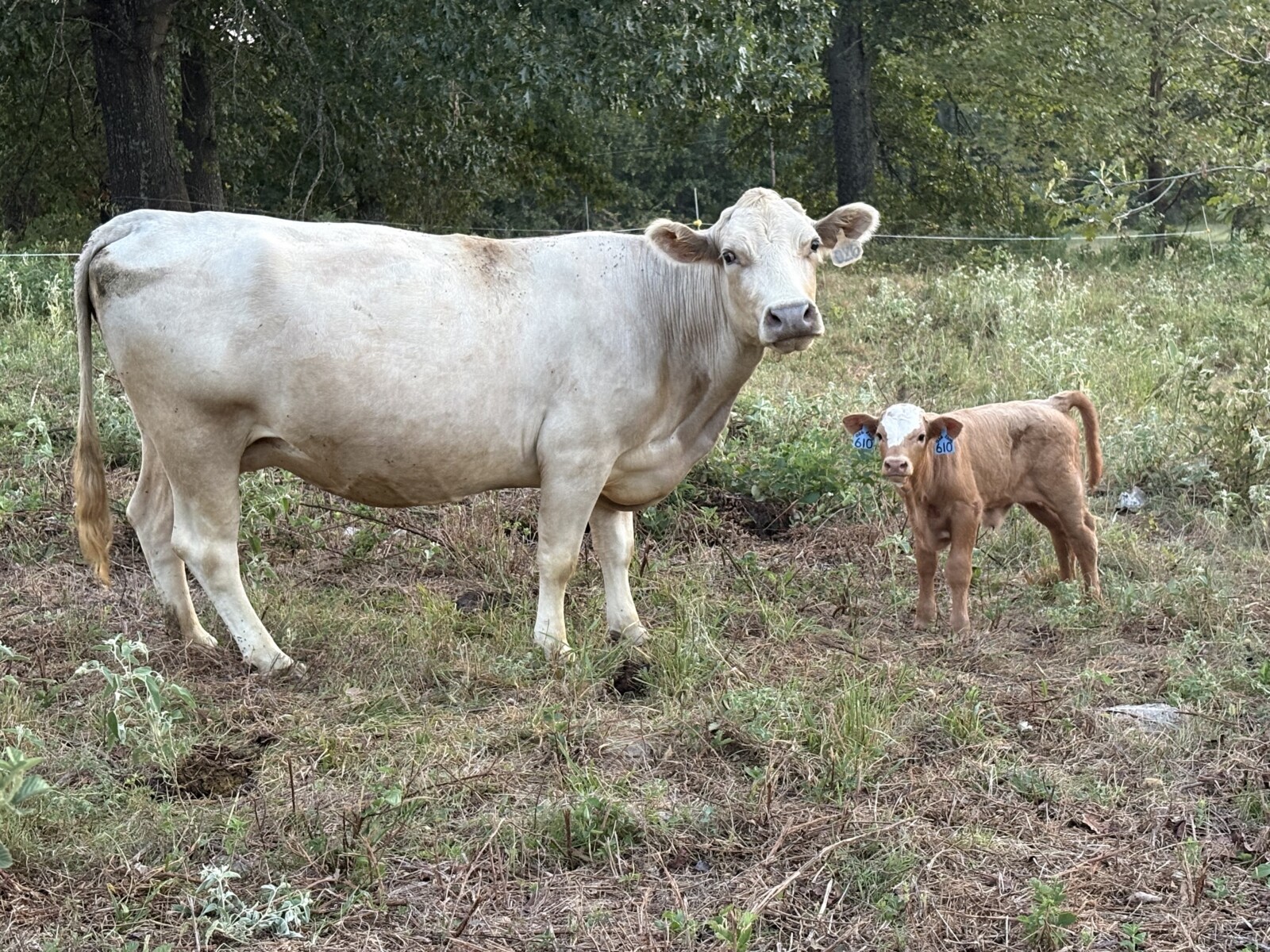 Cow calf pair % registered