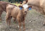 Cow calf pair % registered