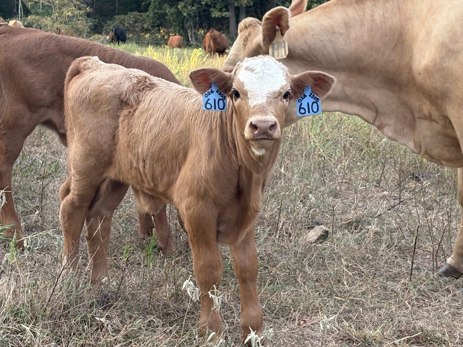 Cow calf pair % registered