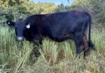 Bred Cow