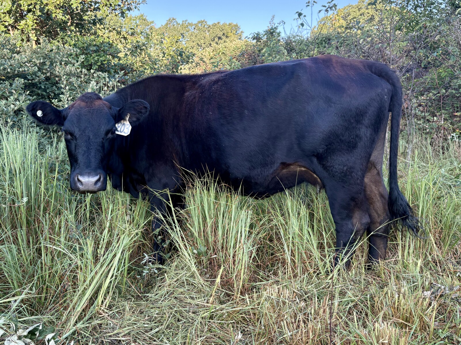 Bred Cow