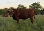 Commercial South Poll Cattle