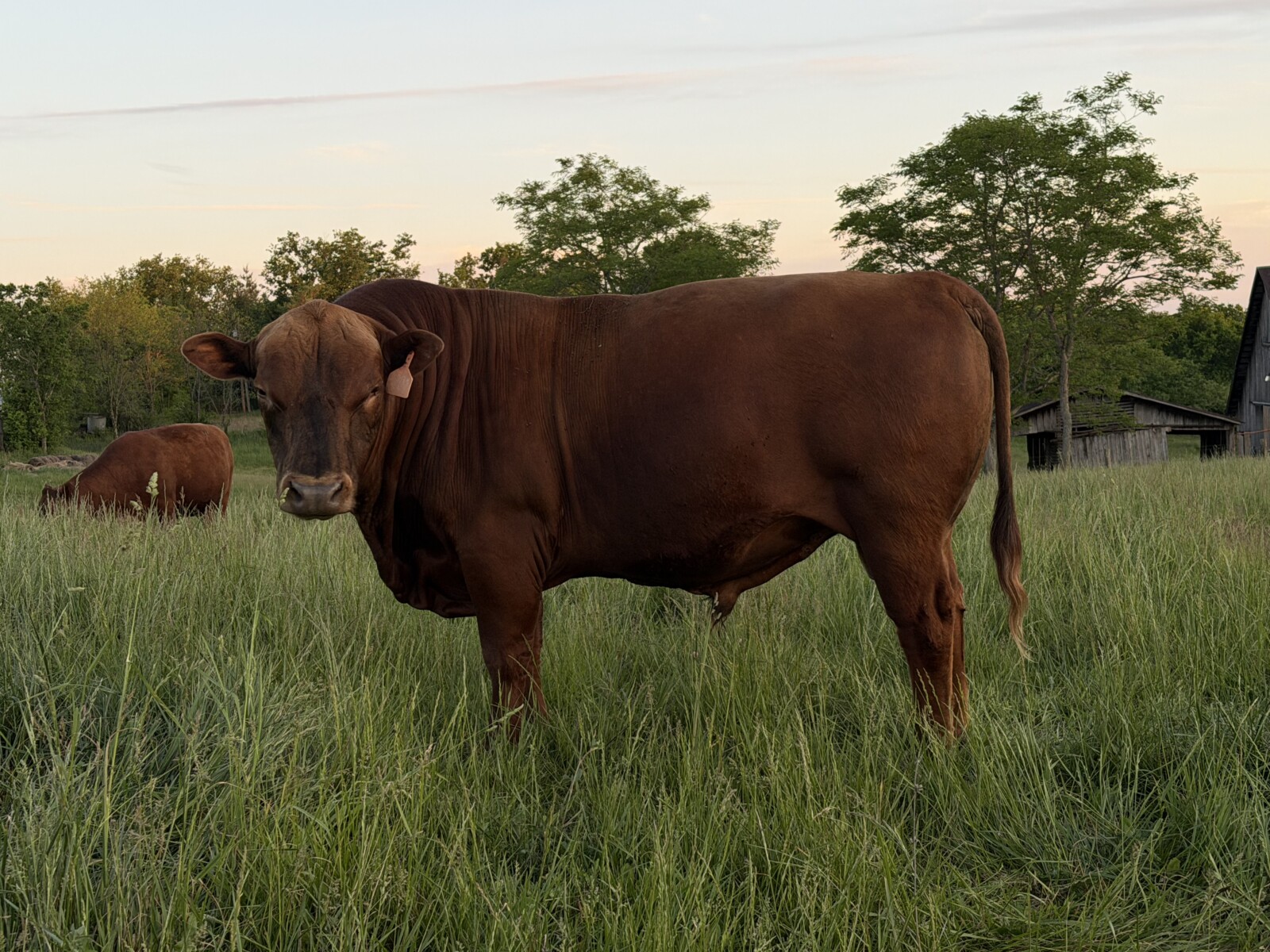 Commercial South Poll Cattle