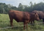 Commercial South Poll Cattle